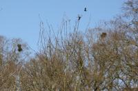 Corvus frugilegus
