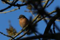 Fringilla coelebs