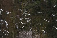 Bubulcus ibis