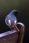 Phoenicurus ochruros