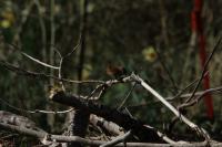 Troglodytes troglodytes