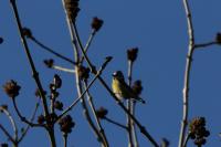 Cyanistes caeruleus