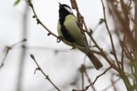 Parus major