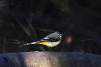 Motacilla cinerea