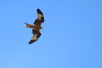 Milvus milvus