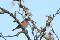 Fringilla coelebs