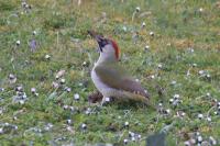 Picus viridis