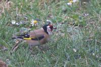 Carduelis carduelis