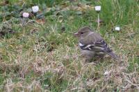 Fringilla coelebs