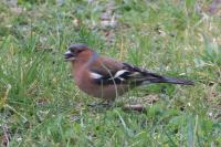 Fringilla coelebs