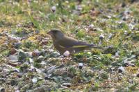 Chloris chloris