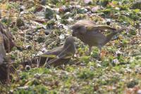 Chloris chloris