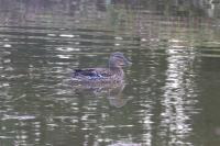 Anas platyrhynchos