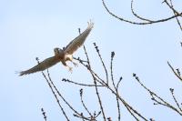 Falco tinnunculus