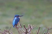 Alcedo atthis