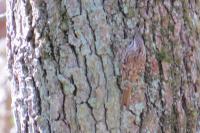 Certhia brachydactyla