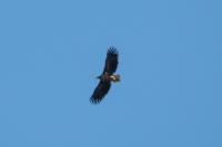 Haliaeetus albicilla