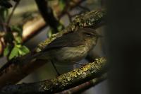 Phylloscopus collybita