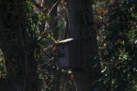 Cyanistes caeruleus