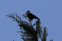 Corvus corone