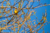 Emberiza citrinella