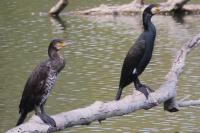 Phalacrocorax carbo