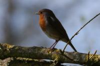 Erithacus rubecula