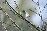 Phylloscopus collybita