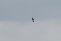 Hydrocoloeus minutus