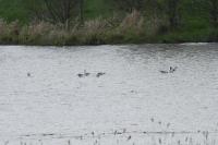 Recurvirostra avosetta