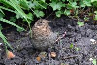 Turdus merula