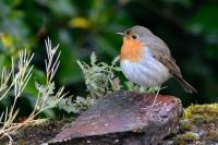 Erithacus rubecula