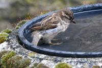 Passer domesticus