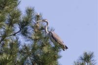 Ardea cinerea