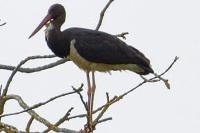 Ciconia nigra