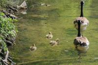 Branta canadensis