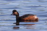 Podiceps nigricollis