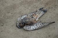 Falco tinnunculus