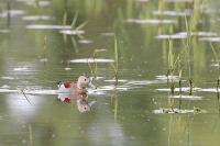 Callonetta leucophrys