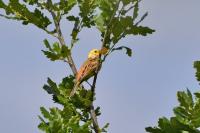 Emberiza citrinella