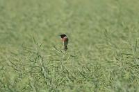 Saxicola rubicola