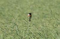 Saxicola rubicola