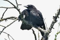 Corvus frugilegus