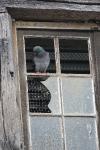 Columba livia