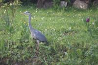 Ardea cinerea