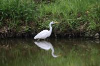 Ardea alba