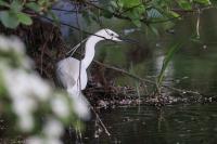 Egretta garzetta