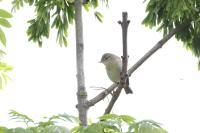 Phylloscopus trochilus