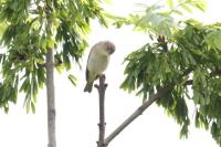 Phylloscopus trochilus