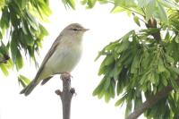 Phylloscopus trochilus